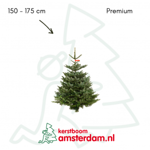 Nordmann kerstboom