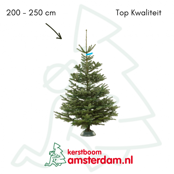 Nordmann kerstboom